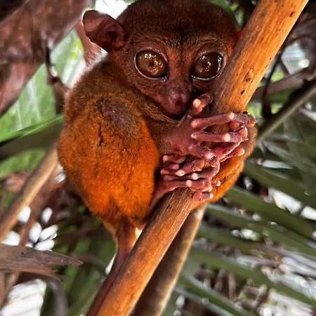 Hotel Les Jardins Tropicaux Duplex *