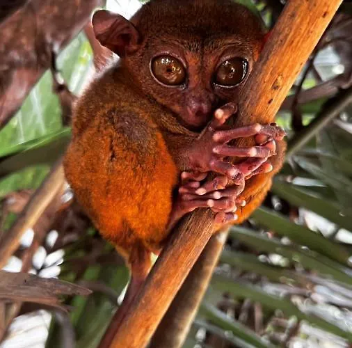 Hotel Les Jardins Tropicaux Duplex *